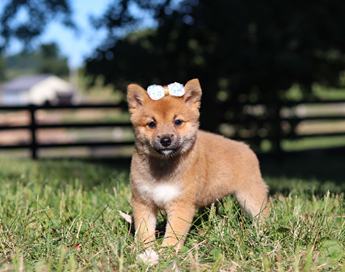 Darla