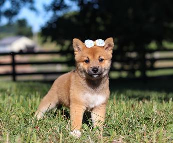 Darla