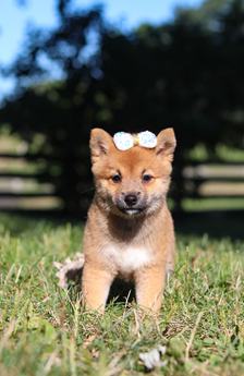 Darla