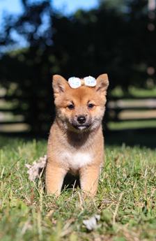 Darla