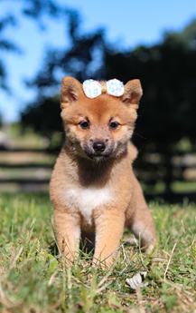 Darla