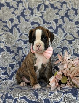Dixie