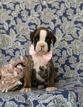 Dixie