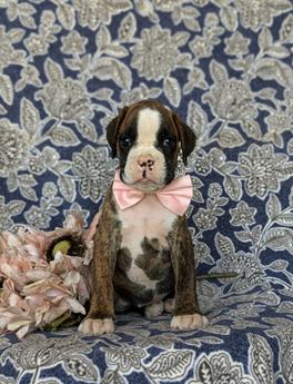 Dixie