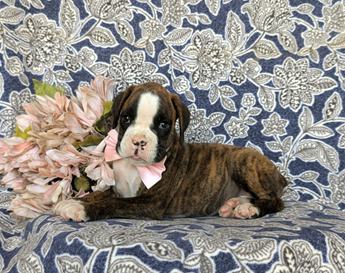 Dixie