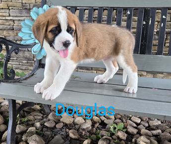 Douglas