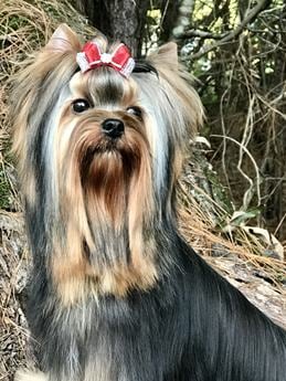 Euro Ch Zima Girl