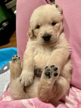Golden Happiness
