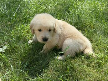 Golden Happiness