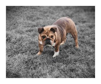 Gus
