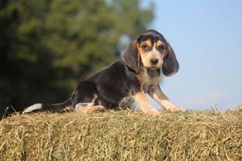 Harper