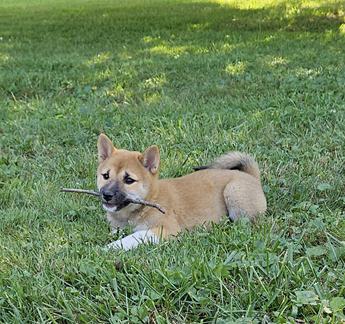 Hazel