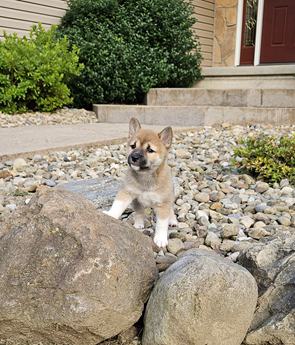 Hazel