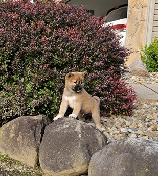 Hugo