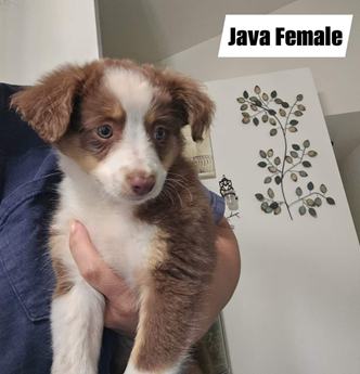 Java - Puppy Area