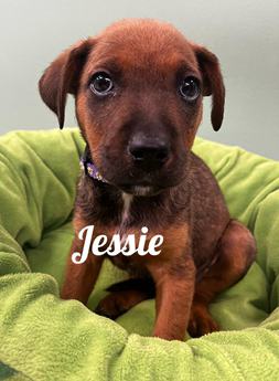 Jessie