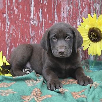 Koda