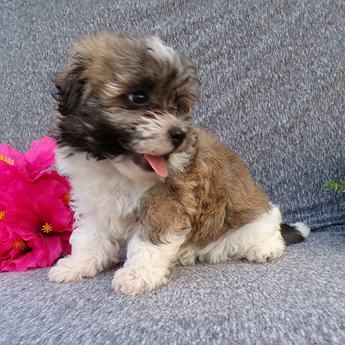 Lilly
