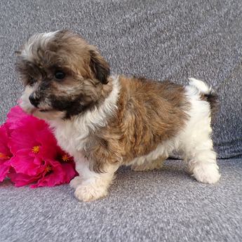 Lilly