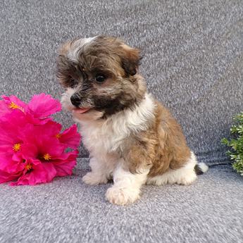 Lilly