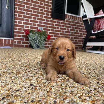 Lucy