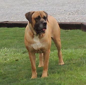 Maxwell