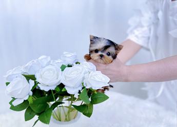 Micro Teacup Lyra