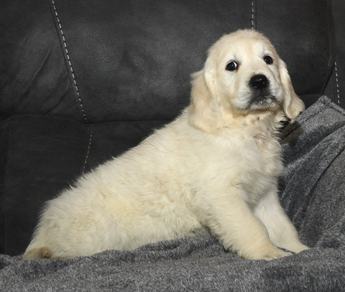 Nova