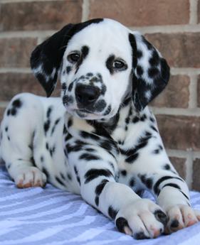 Oscar