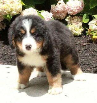 Otto