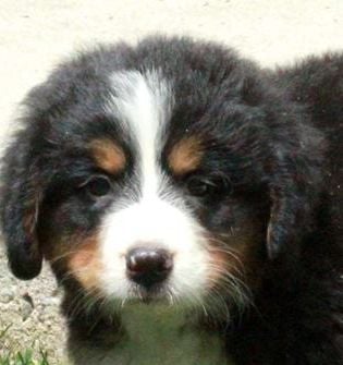 Otto