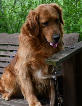 Pippa