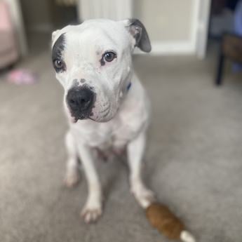 Pixie