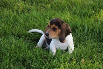 Ranger