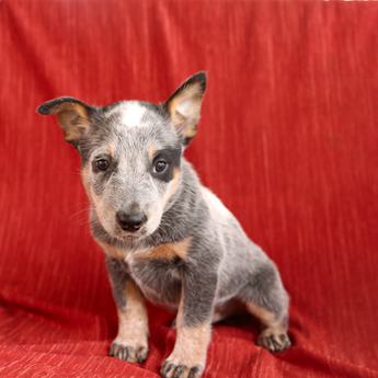Roscoe