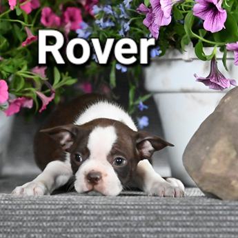 Rover