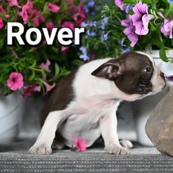 Rover
