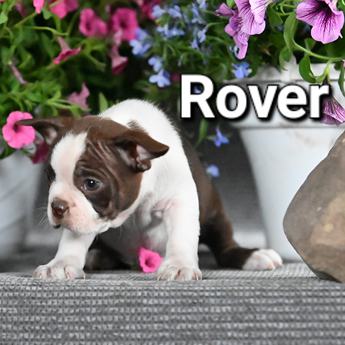 Rover