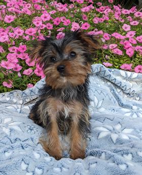 Sammy
