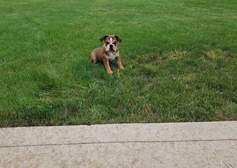 Shiloh