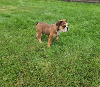 Shiloh