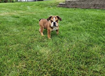Shiloh