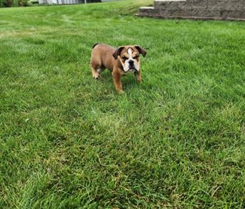 Shiloh