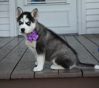 Stella