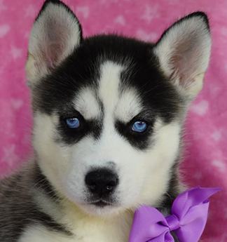 Stella