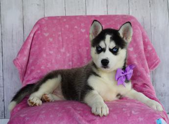 Stella