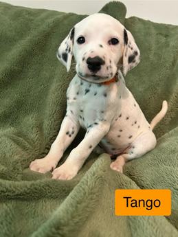 Tango