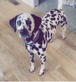 Tango