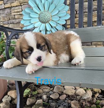 Travis