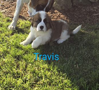 Travis